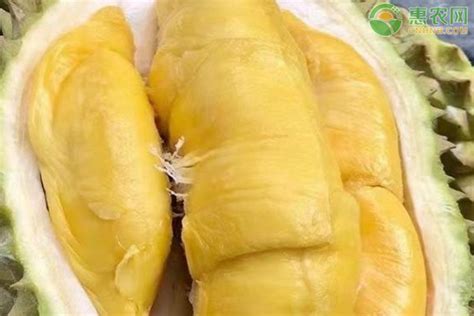 越南金枕榴莲大量批发 -食品商务网