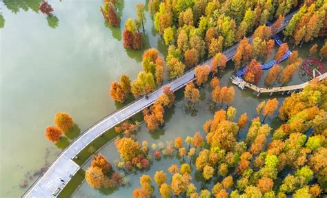青山湖水上森林五彩斑斓-杭州影像-杭州网
