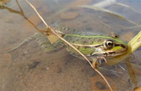 青蛙 两栖类 石 爬行动物 野生动物 动物 动物群 自然图片免费下载 - 觅知网