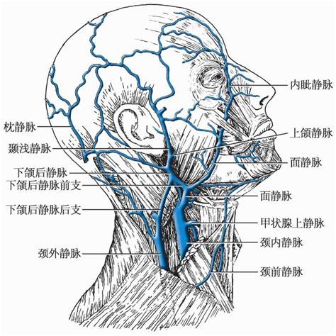 贵要静脉解剖图图片