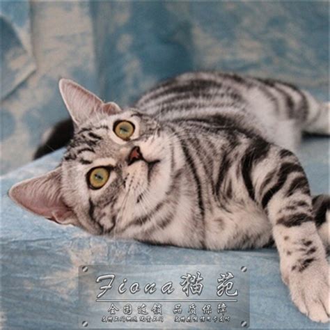 美短起司猫是什么品种,起司猫是什么品种,起司猫是什么猫(第4页)_大山谷图库