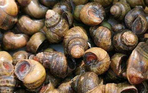 名小吃“柳州螺蛳粉”的螺蛳是指哪种螺？