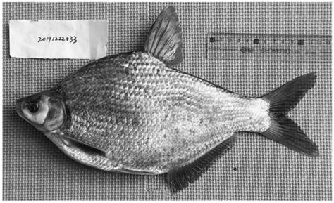 鱼类网-物种网鱼类数据子库-鱼类物种信息查询