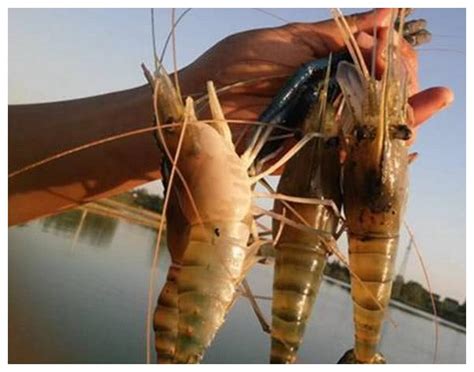 世界上最大的“淡水虾王”体长1.1米, 常被人错认为“龙虾”