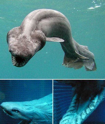 海洋中最凶猛的生物，海洋十大凶猛动物都在这里|鲨鱼|猎物|海洋_新浪新闻