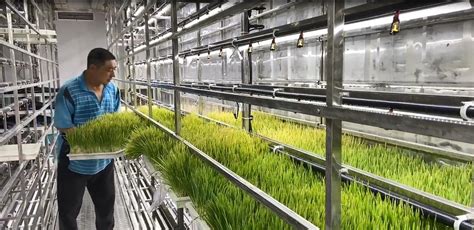 这些智能设备，为集装箱水培牧草种植提供了坚实保障-郑州立迎农业科技有限公司