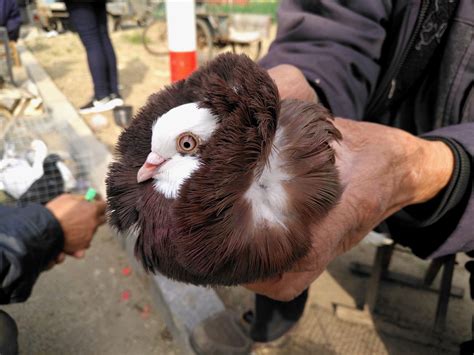 武威市人民政府 图片新闻 甘肃天泉绿洲农业科技有限公司工作人员在给鸽子喂食