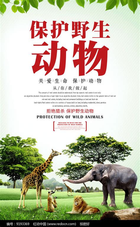 保护野生动物宣传语-