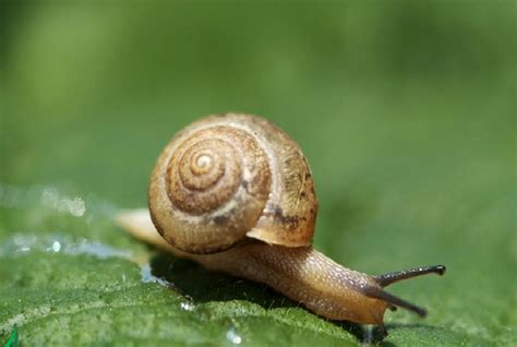 《小蜗牛》教学内容PPT课件图片预习 | 跟我学语文
