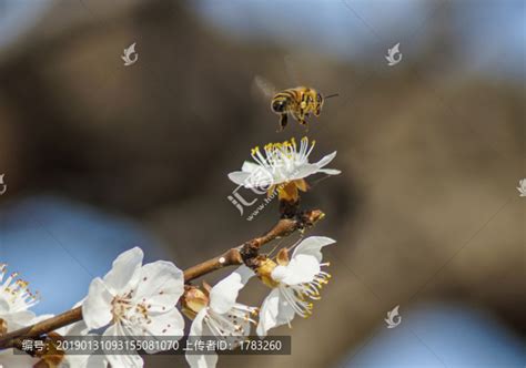 【小蜜蜂与梅花摄影图片】上海郊区纪实摄影_大兔乐园_太平洋电脑网摄影部落