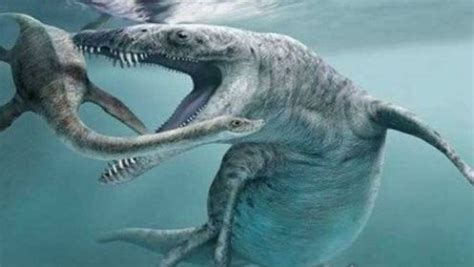 深海最神秘的巨兽，身长50米，体重42吨，至今是未解之谜。_电影_高清完整版视频在线观看_腾讯视频
