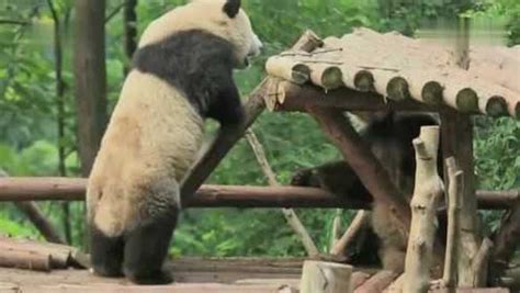 大熊猫到底是食草动物还是食肉动物？