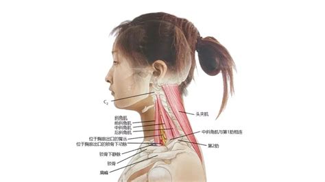 脖子部位图解图片