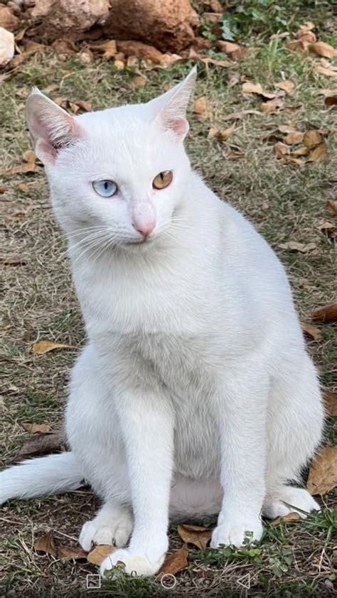 一岁鸳鸯眼白猫寻爱心家庭领养 - 家在深圳