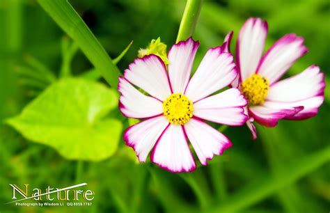 各种花花草草景观高清大集合 （自然生态类） |摄影|风光摄影|李垠 - 原创作品 - 站酷 (ZCOOL)