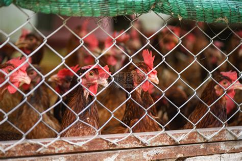 山东郯城：智能产业化养鸡助农增收-人民图片网