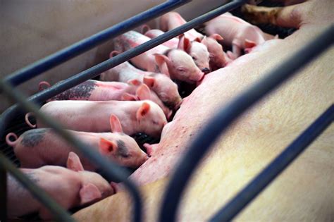 母猪饲料配方，妊娠期、哺乳期及产后饲料搭配-农百科