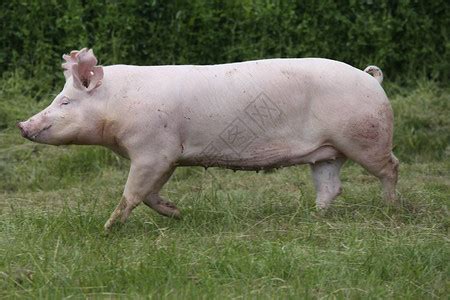 农场里的小猪小猪崽家庭高清图片下载-正版图片505163732-摄图网