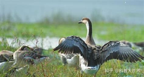 菏泽黄河滩现万雁齐飞壮景，10余万只大雁在此越冬，都是从哪来的 - 知乎