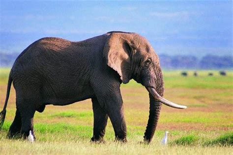 大象的繁殖 大象的繁殖方式和繁殖过程 - 达达搜