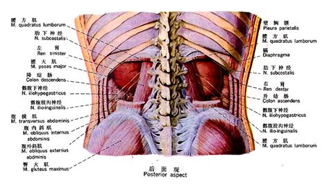 膀胱在哪个位置图图片 膀胱在哪个位置图图片