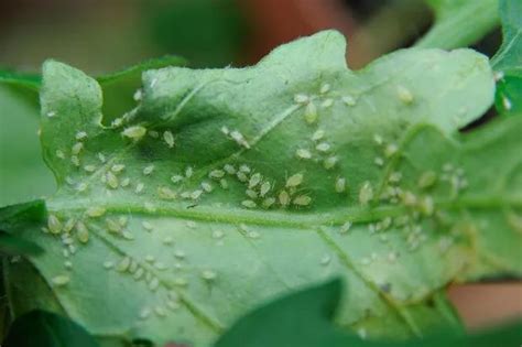 地球上繁殖最快最具破坏性的害虫之一——蚜虫