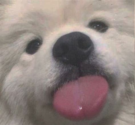 非主流柠檬狗狗头像