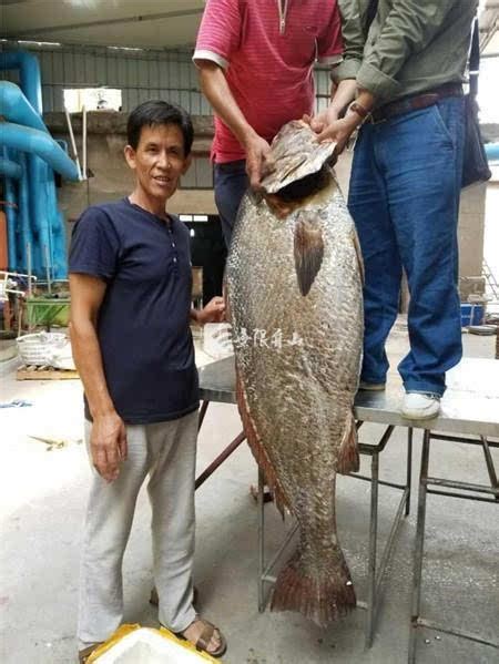 2米长大鱼卖12万 是黄金价格的两倍|2米长大鱼卖12万