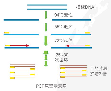 PCR实验室-广东康合实验技术有限公司