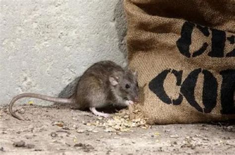 Science：科学家用激光发现老鼠口渴开关_生物探索