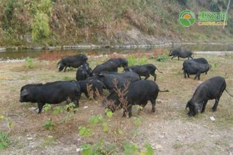 猪大排的热量(卡路里cal),猪大排的功效与作用,猪大排的食用方法,猪大排的营养价值