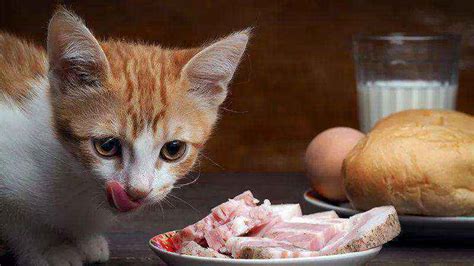 猫喜欢吃生肉还是熟肉，猫吃肉是生的还是熟的好？ - 胖萌舍宠物网