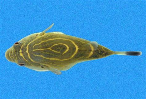 路氏圆鲀(Sphoeroides rosenblatti) - 鱼类资料库
