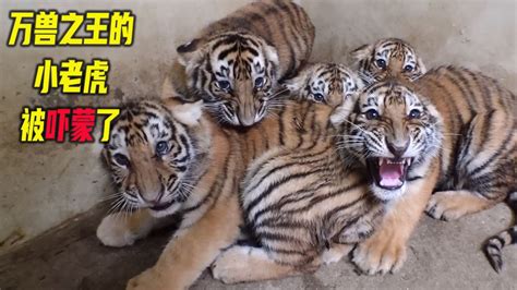虎妈妈一胎生下5只小宝宝，育儿过程差点逼疯母老虎，但是很有爱_腾讯视频