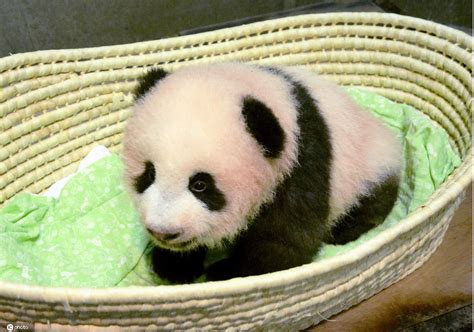 日本上野动物园：旅日大熊猫“真真”产下两只宝宝