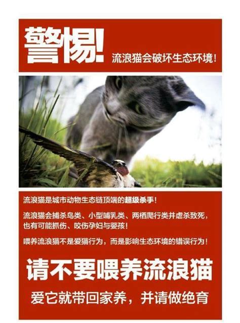 关爱流浪动物，传播青春温暖——重科爱猫协会在行动-重庆科技大学