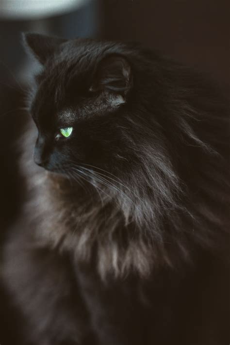 黑猫（动物种类） - 搜狗百科