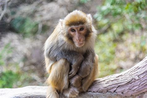 越南长相奇特的猴子,不到250只,它似乎比蜜獾更适合叫平头哥!