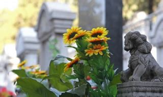 梦见很多坟墓有什么说法 梦到很多坟墓的预示_女物文化|nvwu.com