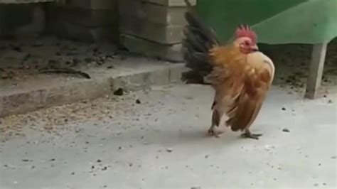 大公鸡走路时的搞笑姿势，这难道就是走地鸡吗？_腾讯视频