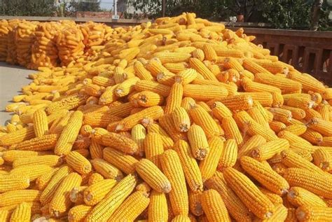 部分地区 求购玉米价格终于再次上涨 玉米价格行情走势_ 求购玉米_崇州市卫世养殖有限公司