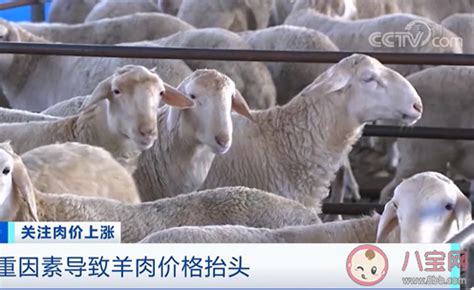 羊肉价格持续8周上涨，每斤超40元，什么原因造成羊贵妃？_四川在线