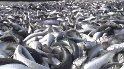密恐慎入！日本一沙滩惊现大量沙丁鱼，当地人：80年来从未见过_凤凰网视频_凤凰网