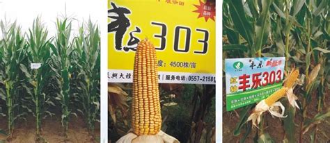 玉米种子十大品牌，东北玉米种哪家公司最强