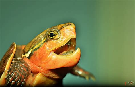 哪里的鹰嘴龟好点-如何区分鹰嘴龟的品种-鹰嘴龟最大可以长多大