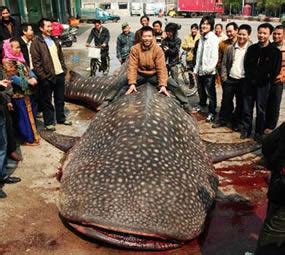 盘点全球人类捕获的巨型大鱼