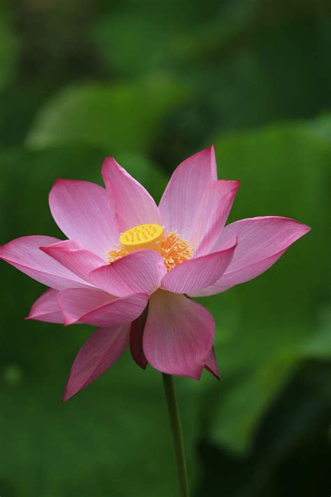 【出水芙蓉摄影图片】生态摄影_影子_太平洋电脑网摄影部落