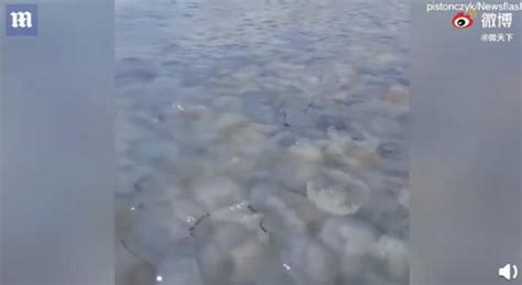 巨大水母群在海中游荡，美得令人窒息_凤凰网视频_凤凰网