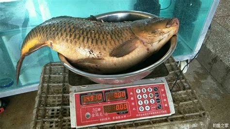 重76斤的洞庭湖“鱼王”卖出8888元天价！/图 - 今日关注 - 湖南在线 - 华声在线