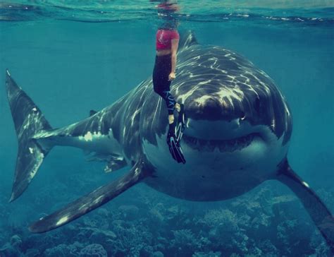巨大的鲨鱼高清图片下载-正版图片600363618-摄图网